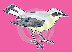 Hand drawn bird vector Ã¢â¬â stock illustration photo